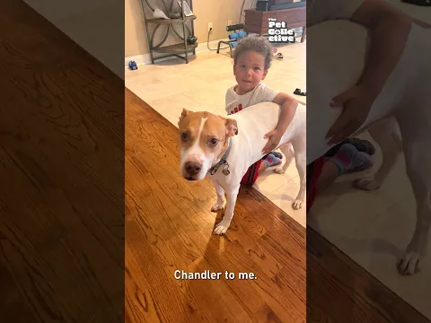We Threw One Of Our Dogs A Birthday Party!