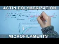 Actin Polymerization G-Actins