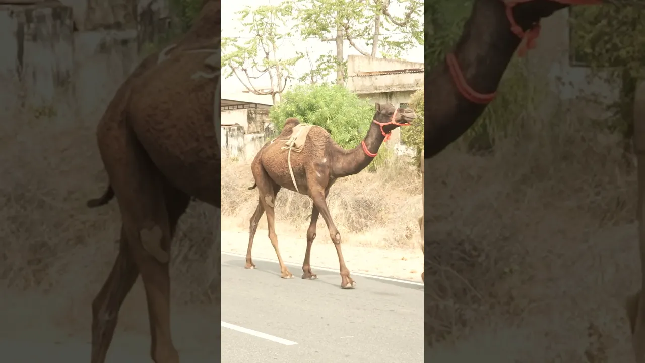 रेगिस्तान का जहाज #short