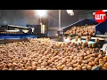 How Walnuts Is Made Walnut Processing Factory