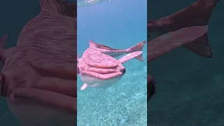 I Was Filming a Shark… Then THESE Showed Up 😳🐟 #boatlife #sharkday #sharklife