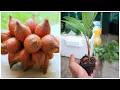 Download Lagu How To Grow Snake Fruits | Cara Semai Biji Buah Salak