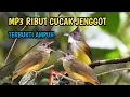 Lagu terbukti ampuh suara pikat cucak jenggot mp3 ampuh...