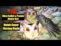 Download Lagu Pikat Sogon,Burung Hantu,Ciblek,Kolibri Kelapa,Sogon Gacor,Korlap,Kemade Gacor,Prenjak