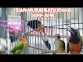 Download Lagu Isian Murai Batu idola Juri-Juri ❗Cungkok, kapas tembak, Lovebrid