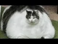 Download Lagu FUNNY FAT CATS!! 😹Try Not To Laugh CHALLENGE