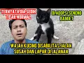 Download Lagu Kucing DisabilitasTidak Kuat Lagi Hidup Di Jalanan Di Adopsi Seneng Banget ‼️