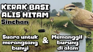 download mp3 suara pikat burung kerak basi alis hitam sinchan paling sempurna 