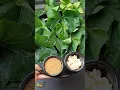 Download Lagu Kadima patta pakora | Kaddu patta pakora | Pumpkin Leaf Pakora | #shorts #pakora #pumpkin