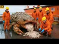 Download Lagu Rescue Team Saves Giant Crab Covered in Barnacles 🦀 | Heartwarming Ocean Rescue