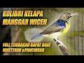 Lagu INI TEMBAKAN PALING DISUKAI!! KOLIBRI KELAPA MANGGAR WICEH KORLAP GACOR BUAT MASTERAN \u0026 PANCINGAN