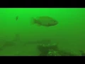 Friday the 13th Full Moon Blackfish on Sea Girt Reef