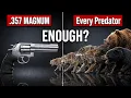 357 Magnum vs Every Predator in America