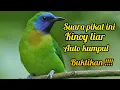 Download Lagu SUARA PIKAT DAN MASTERAN BURUNG CUCAK KINOY RIBUT 💯% COBAIIN AUTO NYAUT