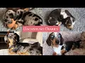 0-12 Months Watch Them Grow Up Mini Dapple Dachshund Puppies One Year In 5 Minutes