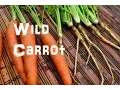 The Northwest Forager Ep 13 Wild Carrot - Queen Anne s Lace