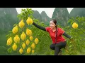 Download Lagu Harvesting golden Buddha’s hand fruits from the garden to sell at the village market