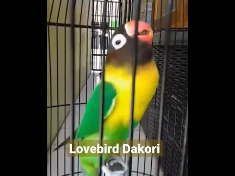 Download MP3 pancingan suara lovebird ngekek panjang