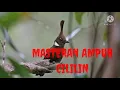 MASTERAN BURUNG CILILIN gacor durasi panjang di iringi GEMERCIK AIR.
