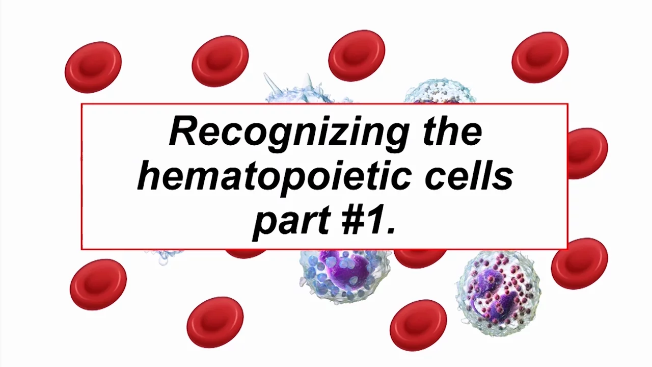 Hematology - Cell recognition - Fundamentals