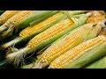 Download Lagu Harga jagung naik 50% pada tahun 2021 karena pasokan biji-bijian global menyusut
