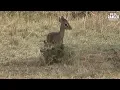 Download Lagu Kirk's Dik Dik | Smallest Maasai Mara Antelope | Zebra Plains