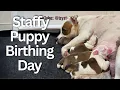 Our Staffordshire Bull Terrier Battled All Night to Give Birth to 4 Beautiful Puppies