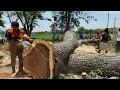 Download Lagu The second day of dangerous tree felling on the side of the road ‼️