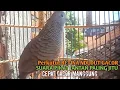Download Lagu Perkutut Betina memanggil jantan Suara bersahutan perkutut lokal gacor , Ampuh untuk PANCINGAN