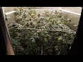 WEEK 8 Flower Gush Mints Fem Line Testing and WORLD RECORD Pheno Hunt