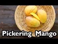 Truly Tropical Mango Varieties- ‘Pickering’