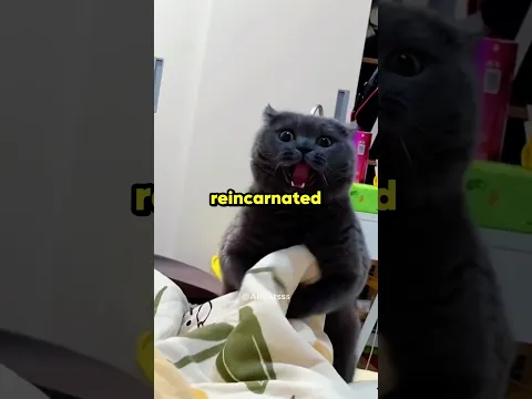 When Your Cat Makes a Healing Sound 😹😭 #cat #funny