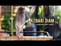 Download Lagu kenari gacor panjang AMPUH buat pancingan kenari dan masteran kenari paud belajar bunyi NYAUT gacor