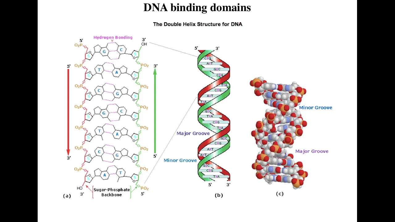 Lecture 3 DNA binding domains