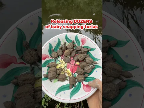 Releasing DOZENS of baby SNAPPING TURTLES into my pond