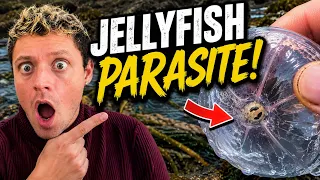 Rescuing Lots of CUTE Sea Animals! (PARASITES!) 😱