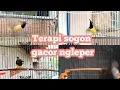 Download Lagu TERAPI PANCINGAN SUARA SOGON AGAR GACOR NGLEPER      #terapisogon #pancingansogon #sogongacorngleper
