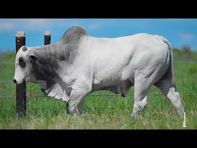 Garrote Nelore GLMP - 1597