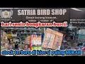 Lagu Update stock terbaru di satria bird shop bongkaran burung receh di hari senin ini