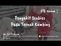 Download Lagu Penyakit Scabies Pada Ternak Kambing