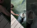 Download Lagu Hand Feeding Monster Tarpon In The  FL Keys #tarpon #floridakeys #handfeeding #tarponfishing #keys