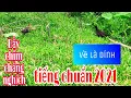 Lagu Bẫy chim chằng nghịch quốc hoa bằng âm thanh chuẩn 2021 cực hiệu quả