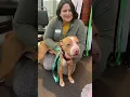 Bruno - an adoptable dog at Seattle Animal Shelter