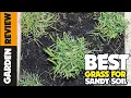 5 Best Grass Seeds for Sandy Soil 2023