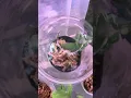 For Leafy Soulmates - All plants summary of issues