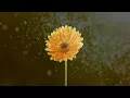 Download Lagu Hana wa Saku “Flowers will bloom“ (subtitles)