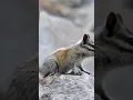 High-altitude Charm: The Alpine Chipmunk in Western North America
