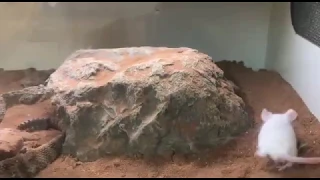 شاهد سرعة تأثير سم أفعى الجرس على الفأر Snake Eats Mouse الافعى المجلجله وخطورتها 