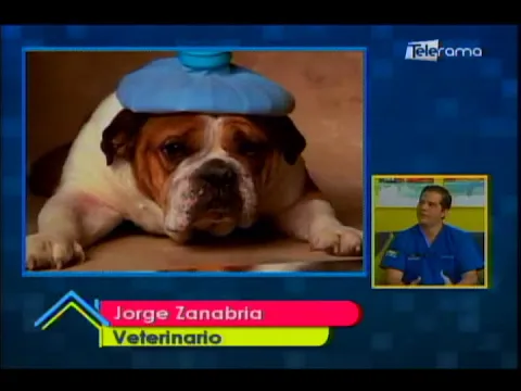 Cáncer una enfermedad que también afecta a las mascotas