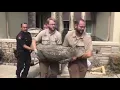 Houston Homeowner Finds Alligator In Living Room